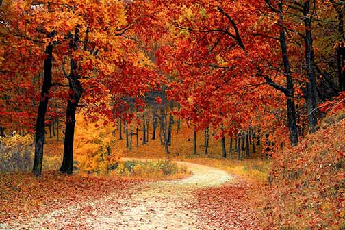 Red trees in the forest during autumn.