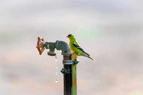 A bird perched on an outdoor faucet