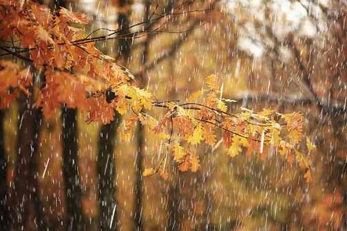 heavy fall rain and sump pump essentials.