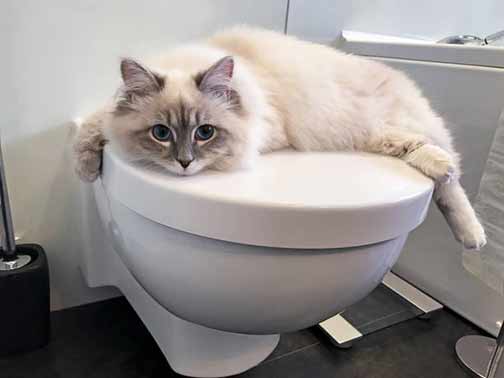 pet owner plumbing tips