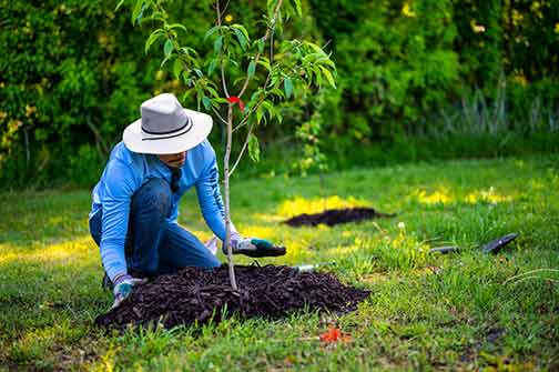 a man planting tress away from his sewer line.