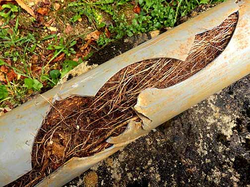 a sewer line with tree roots growing inside.