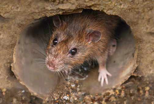 Effective Strategies to Keep Rats Out of Your Sewer Lines