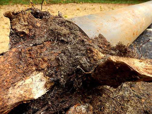 Tree Roots Versus Underground Pipes in Chicago