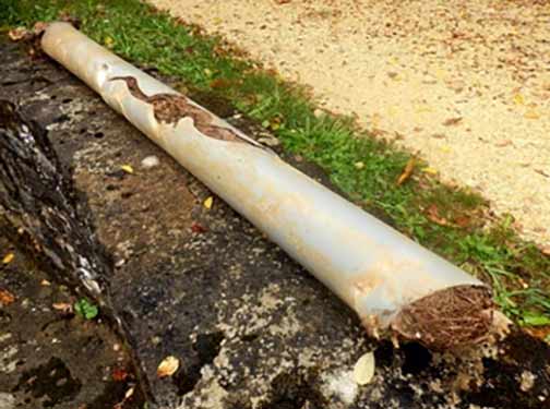 tree roots growing into a sewer line