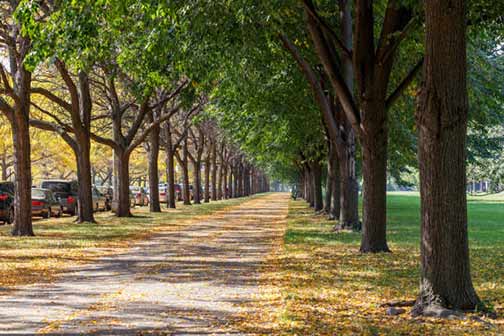 a tree lined street in chicago.