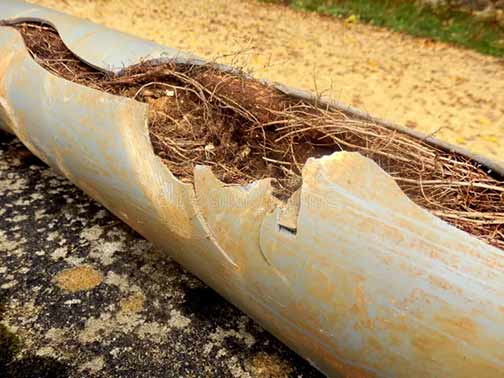 tree roots that have grown into a sewer line.