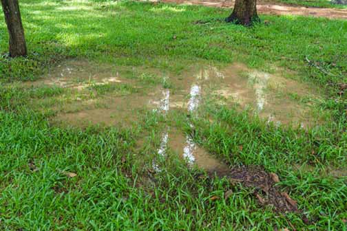 wet patches in your lawn could mean trouble with your sewer line.